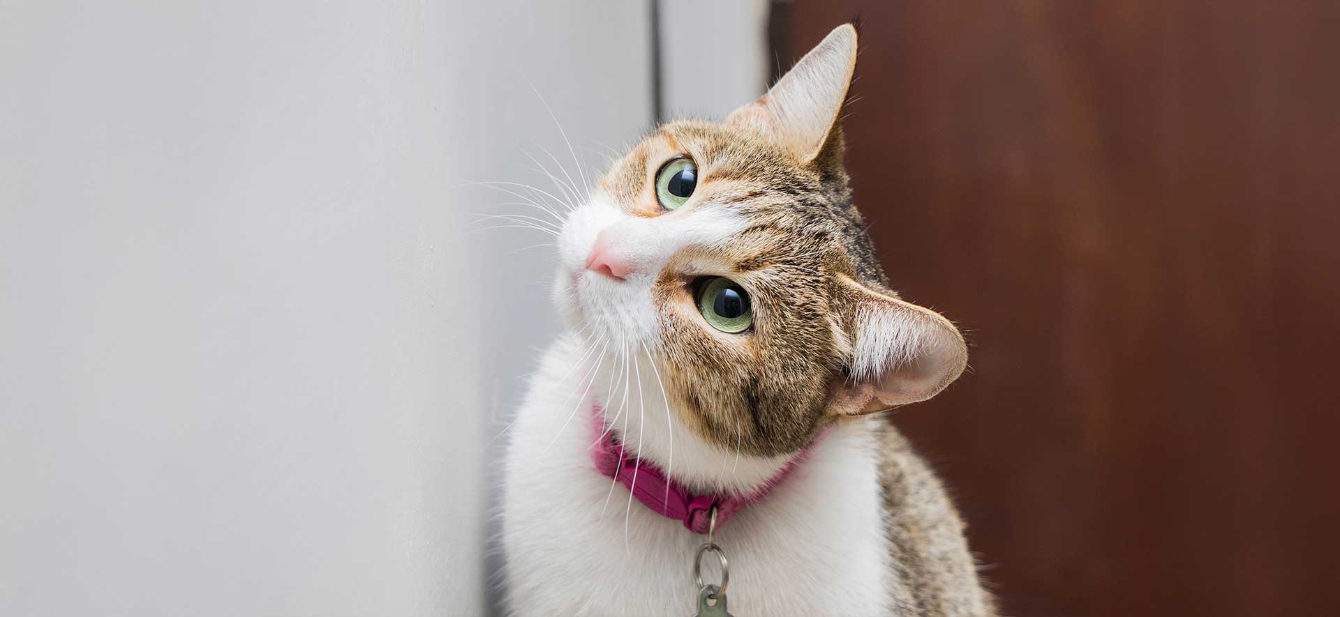 por qué mi gato abre la boca después de oler